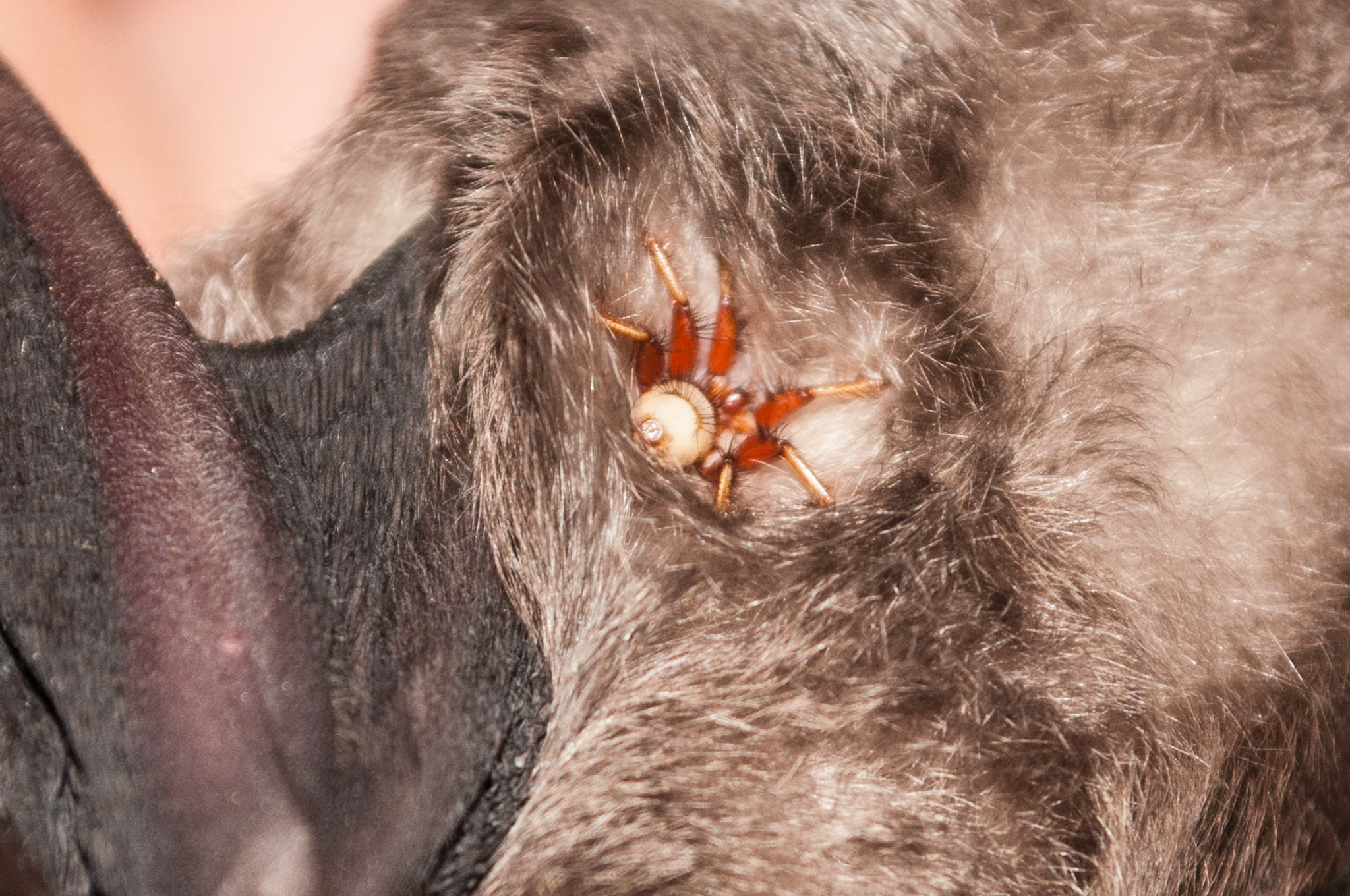 Oumatjie Cave Plettenberg Bay Rhinolophus capensis+Nycteribiidae (12)